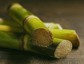 Cana de Açúcar